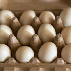 Duck Eggs