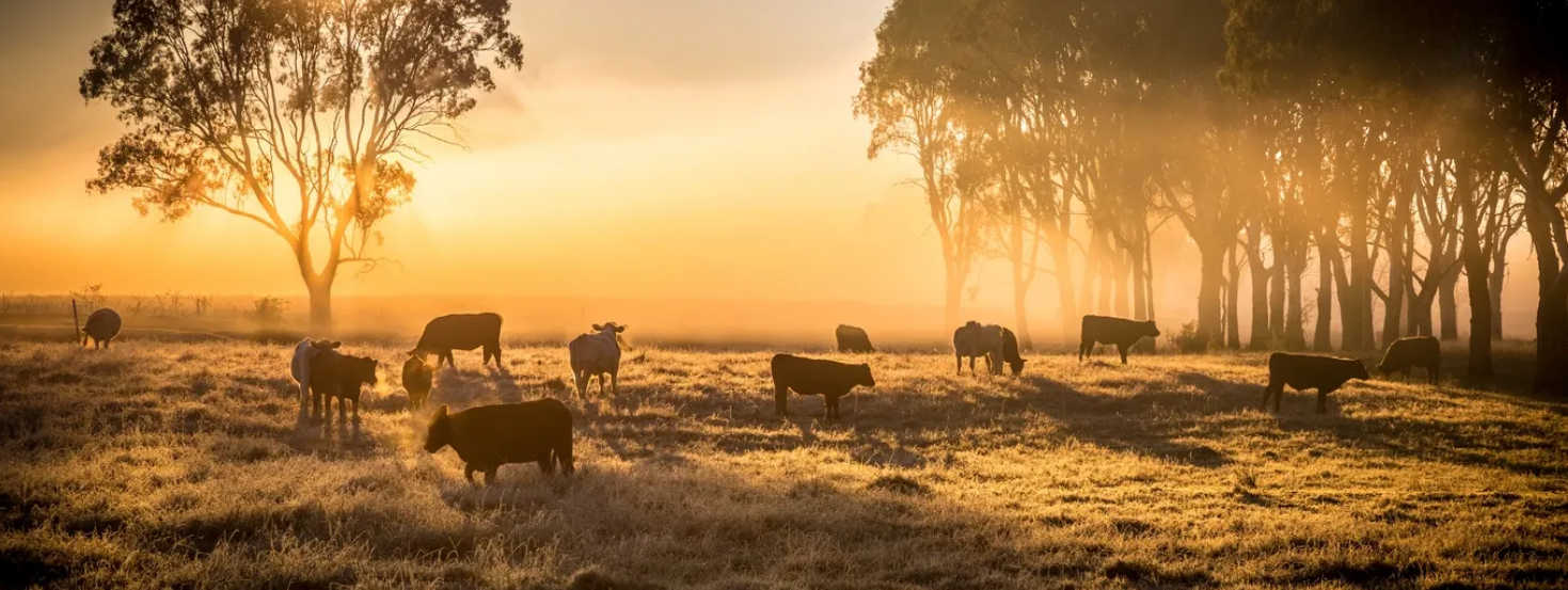 Merry Dairy Farm